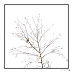 Boutique Cartes (Faire-part) 